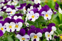 purple-violet-pansies-tricolor